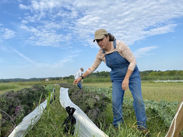 Beginning farmer Jennifer Peters uncovers the kale to start harvesting at the RU Ready to Farm program on Saturday, August 27th.
